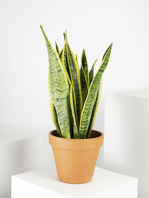 Sansevieria Laurentii o Lengua de Suegra