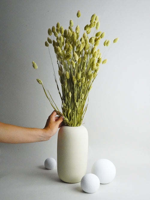 Phalaris Seco