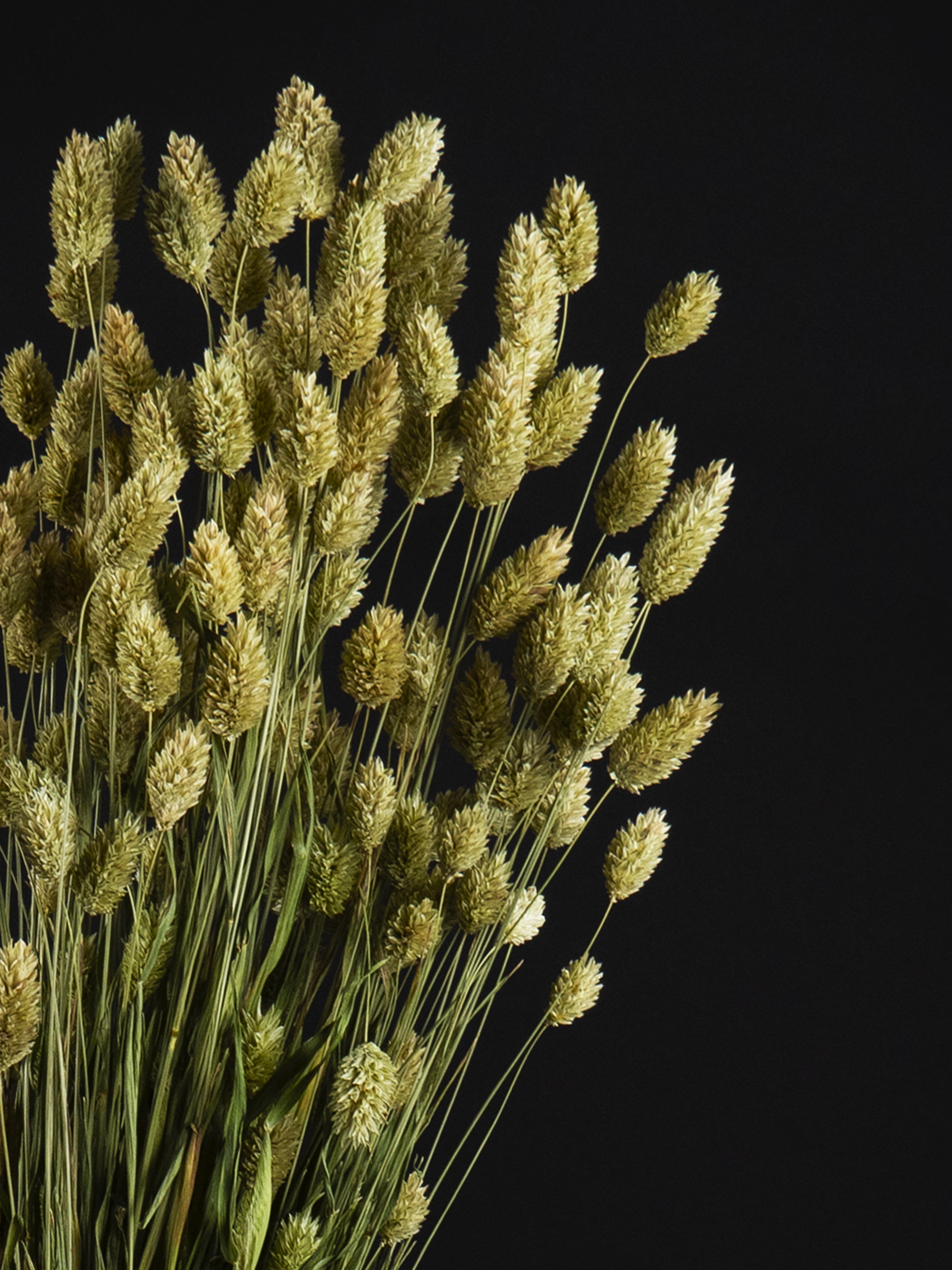 Phalaris Seco
