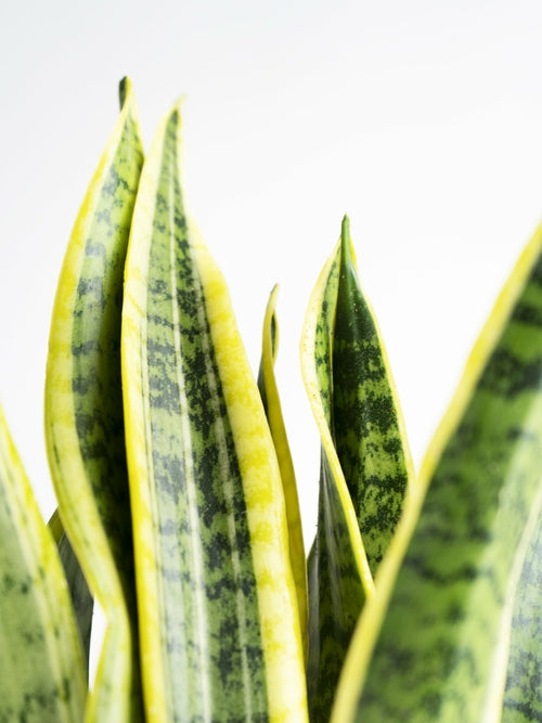 Sansevieria Laurentii o Lengua de Suegra
