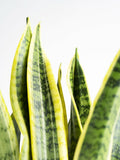 Sansevieria Laurentii o Lengua de Suegra