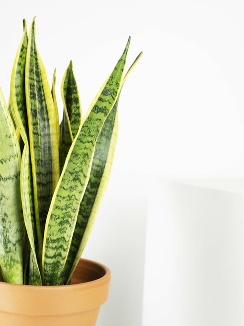 Sansevieria Laurentii o Lengua de Suegra