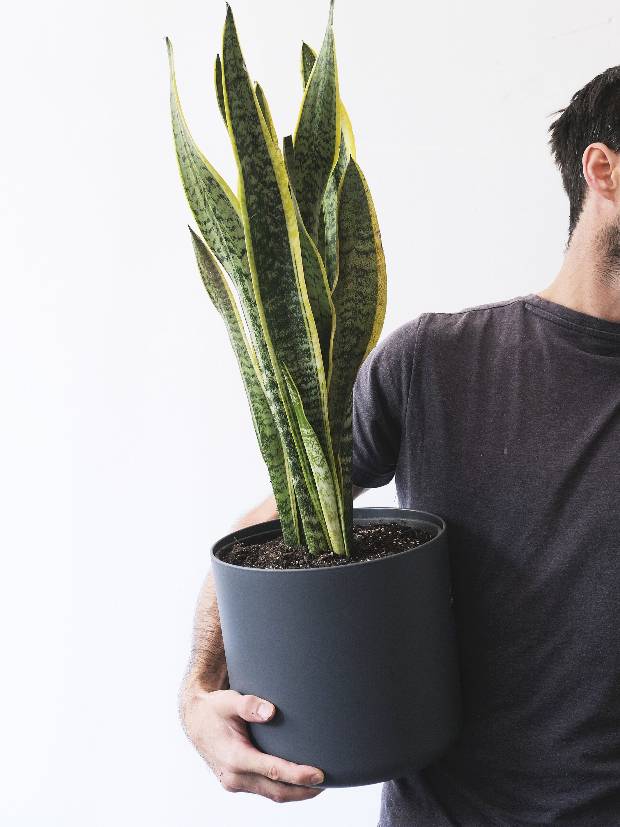 Sansevieria Laurentii o Lengua de Suegra