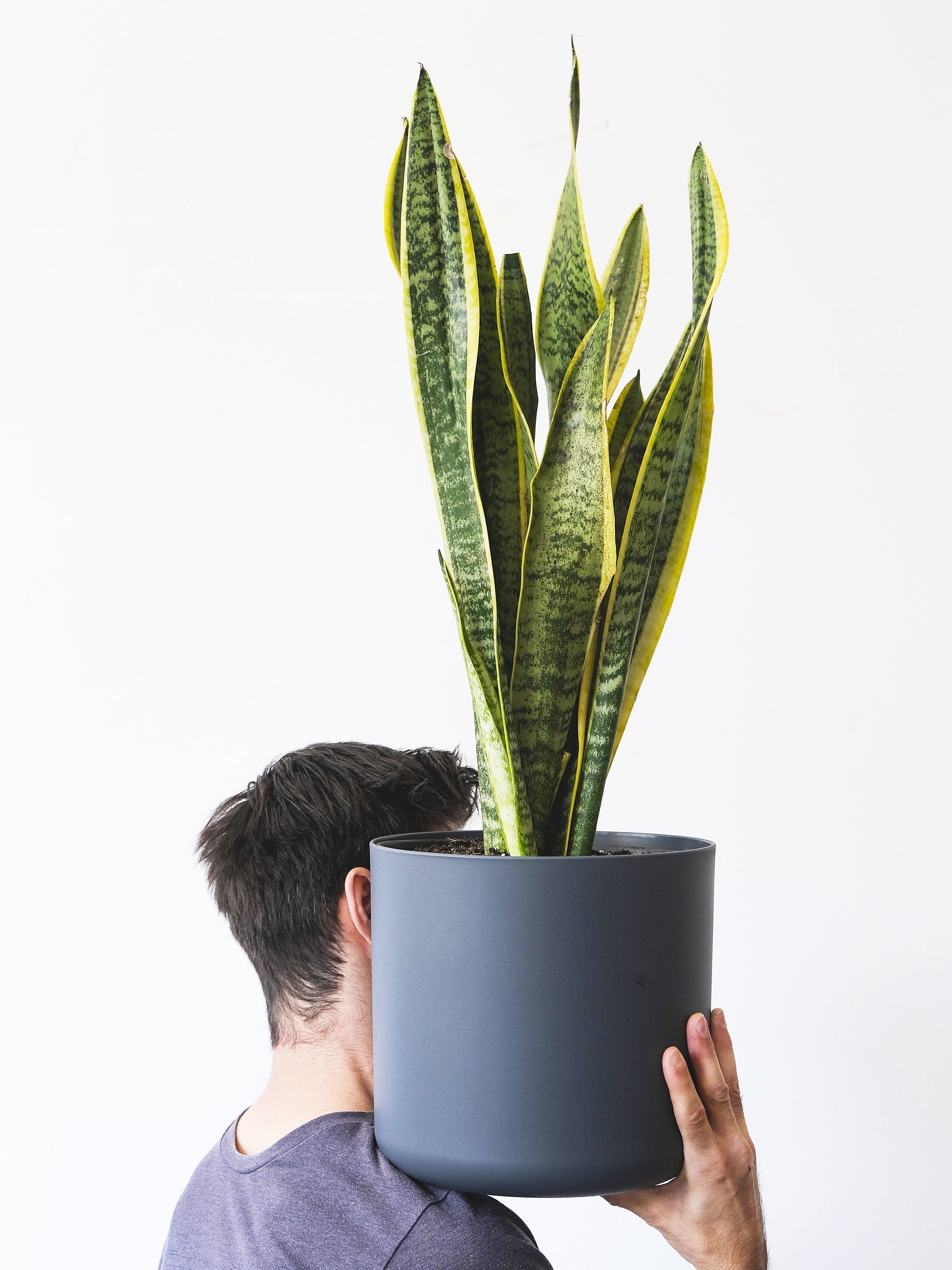 Sansevieria Laurentii o Lengua de Suegra